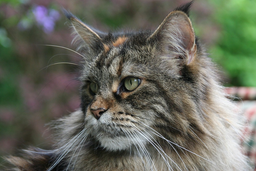 Get the top tips you need on caring for a Maine Coon!
