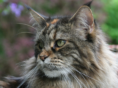 Associated image for Get the top tips you need on caring for a Maine Coon!