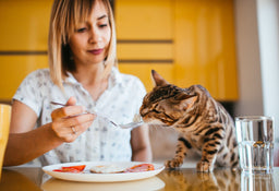 The essentials of cat diet: A detailed guide on cat nutrition