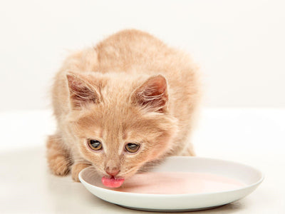 Associated image for Cat drinking milk—not a good idea