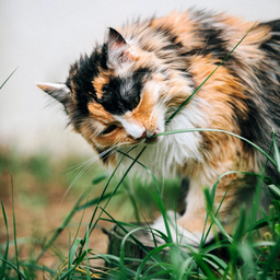 Cat eating habits every cat parent should know