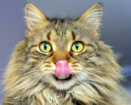My cat eats too fast—how to slow them down? [Nifty hacks]
