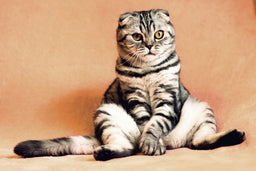 Learn about the best cat food for cystitis from the experts