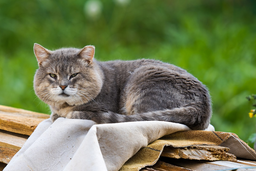 Get the facts on the best cat food for older cats