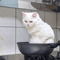 The good, the bad, and the ugly of cat food ingredients