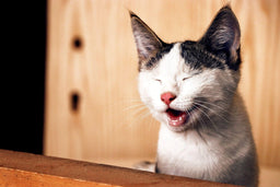 Cat food to prevent struvite crystals—a comprehensive guide