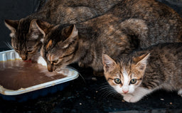 Cat gravy—sauce or gross? Find out now!
