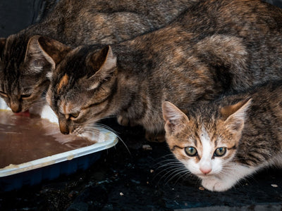 Associated image for Cat gravy—sauce or gross? Find out now!