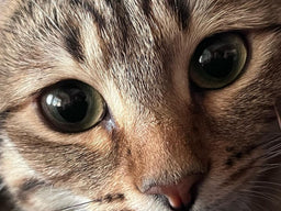 Help! My cat licks the gravy but leaves the meat