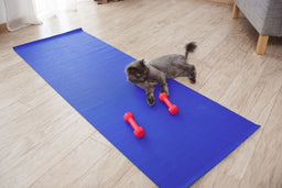 Is your cat losing weight rapidly? Learn what to do about it