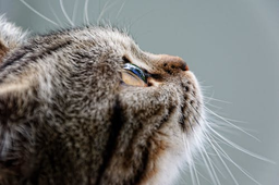 Learn why your cat's not eating and what to do about it