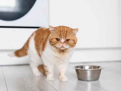 Associated image for Your cat’s not eating much but acting normal? Here is why!