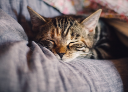 Is your cat sleeping all day and not eating? Here's what to do