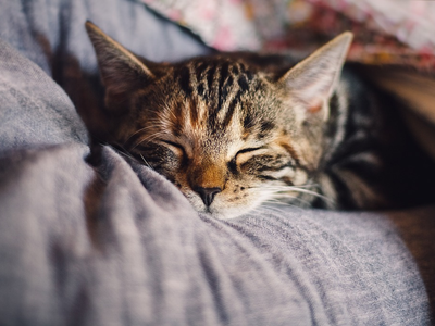 Associated image for Is your cat sleeping all day and not eating? Here's what to do