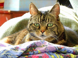 Why’s my cat throwing up undigested food? Causes and cures