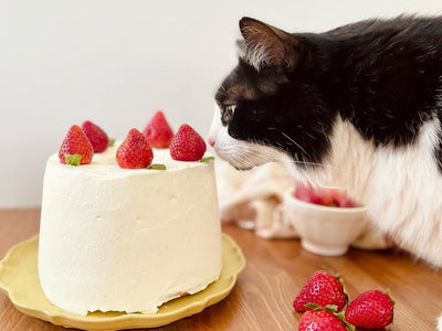 Associated image for Cats and carbs—a dietary mismatch?