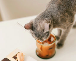 Cats eating ice cream—they like it, but is it safe?