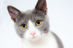 Coconut oil for cats—panacea or snake oil?