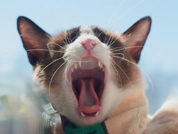 How to pick the best dental cat food for your little furball