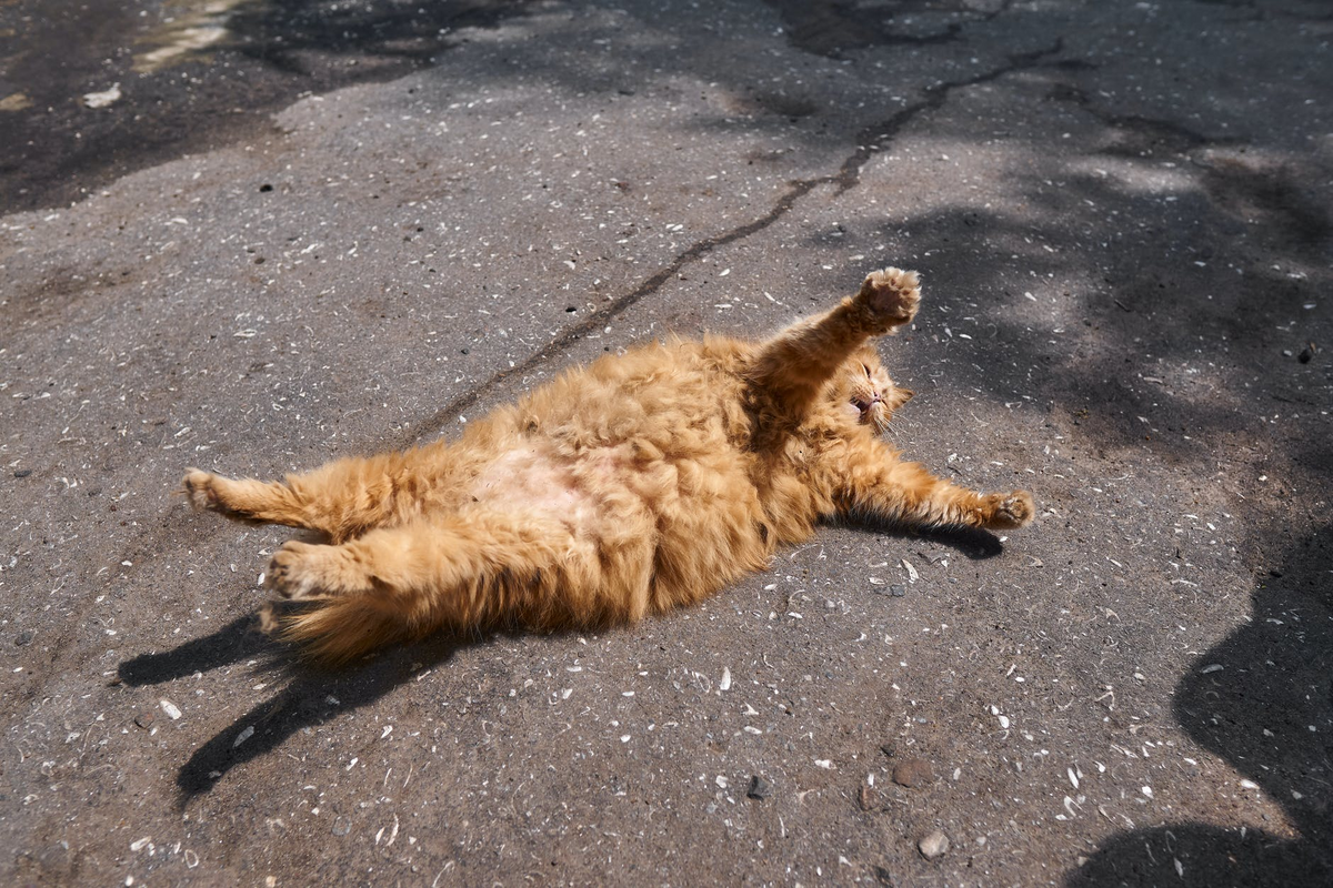 Get The Best Diet Cat Food To Help Manage Your Cat s Weight get-the-best-diet-cat-food-to-help-manage-your-cat-s-weight