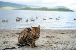 Do Bengal cats like water, or is it a myth?