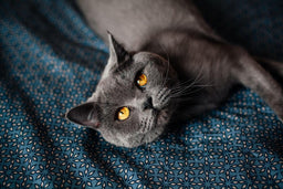 Do British Shorthair cats scratch furniture? Find out here