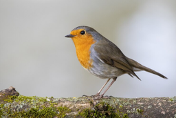 Do cats eat birds, or do they hunt for fun?