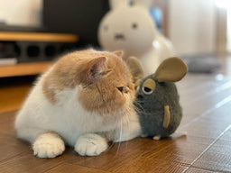 Do cats eat mice? And if so, is it safe for them?