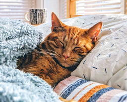 Exhaustion or comfort eating—why do cats eat more in winter?