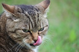 Do cats eat slugs and snails? Let’s find out!