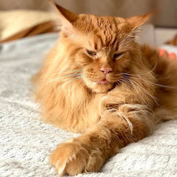 Do Maine Coon cats shed heavily? 5 things to watch out for!