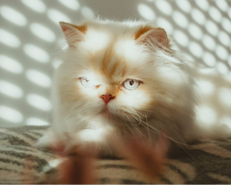 Do Persian cats shed excessively? Find out now!