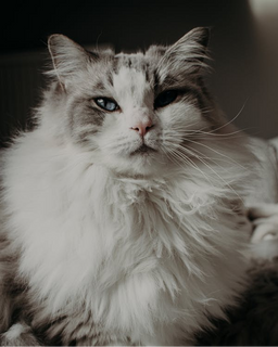 Do Ragdoll cats eat a lot? Explained in detail