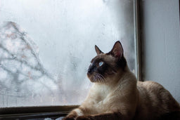 Do Siamese cats shed? All you need to know