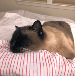 Why is my elderly cat vomiting undigested food? Find out here!