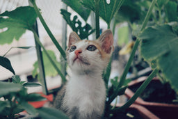 Ethical cat food—what it is and where to find it