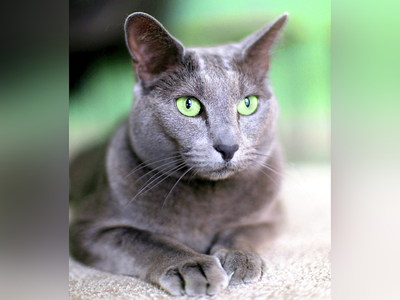 Associated image for Do Russian Blue cats shed? 4 red flags to watch out for!
