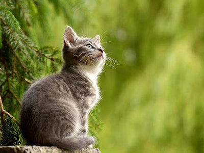Associated image for How to calm a kitten down successfully [6 effective tips]