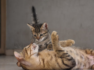 Associated image for How to introduce a kitten to a cat—a step-by-step guide