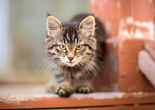 From livid to relaxed—here’s how to tame a feral kitten