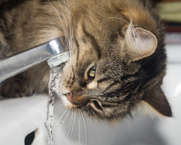 Do Norwegian Forest cats like water? Explained in detail