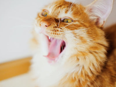 Associated image for How to stop kitten biting—practical tips for new cat parents