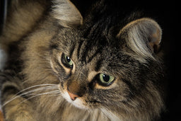 Norwegian Forest cat ear tufts—explained in detail