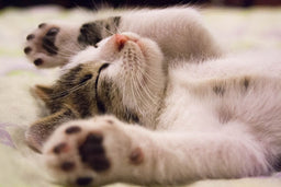Is your kitten sleeping a lot? Potential reasons explained