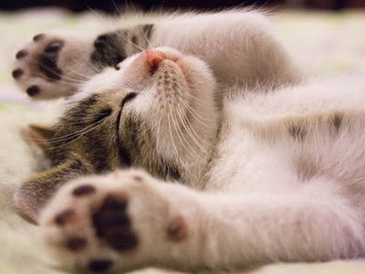 Associated image for Is your kitten sleeping a lot? Potential reasons explained