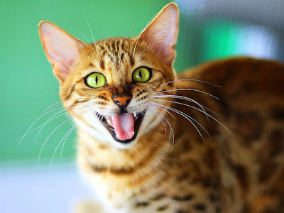Associated image for Kitten bad breath—reasons and remedies explained