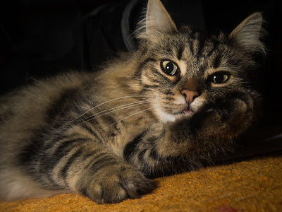 Associated image for Norwegian Forest cat tabby mix—learn to recognise a Wegie