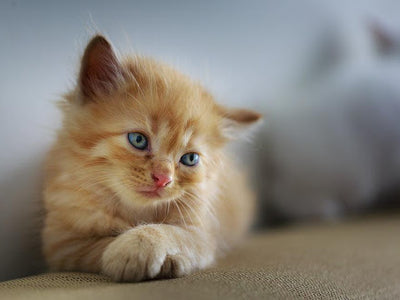 Associated image for Kitten neutering—when should I spay my kitten?