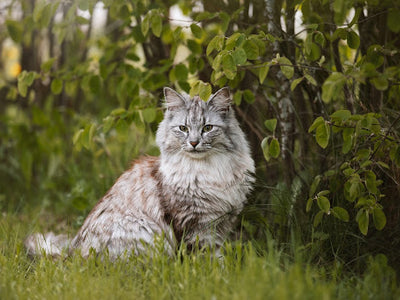 Associated image for Norwegian Forest cat summer vs winter coat—grooming needs