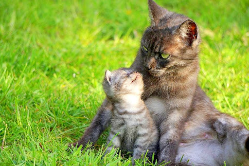 Serene What Age Can A Kitten Leave Its Mother Capture Nature Serene What Age Can A Kitten Leave Its Mother Capture Nature